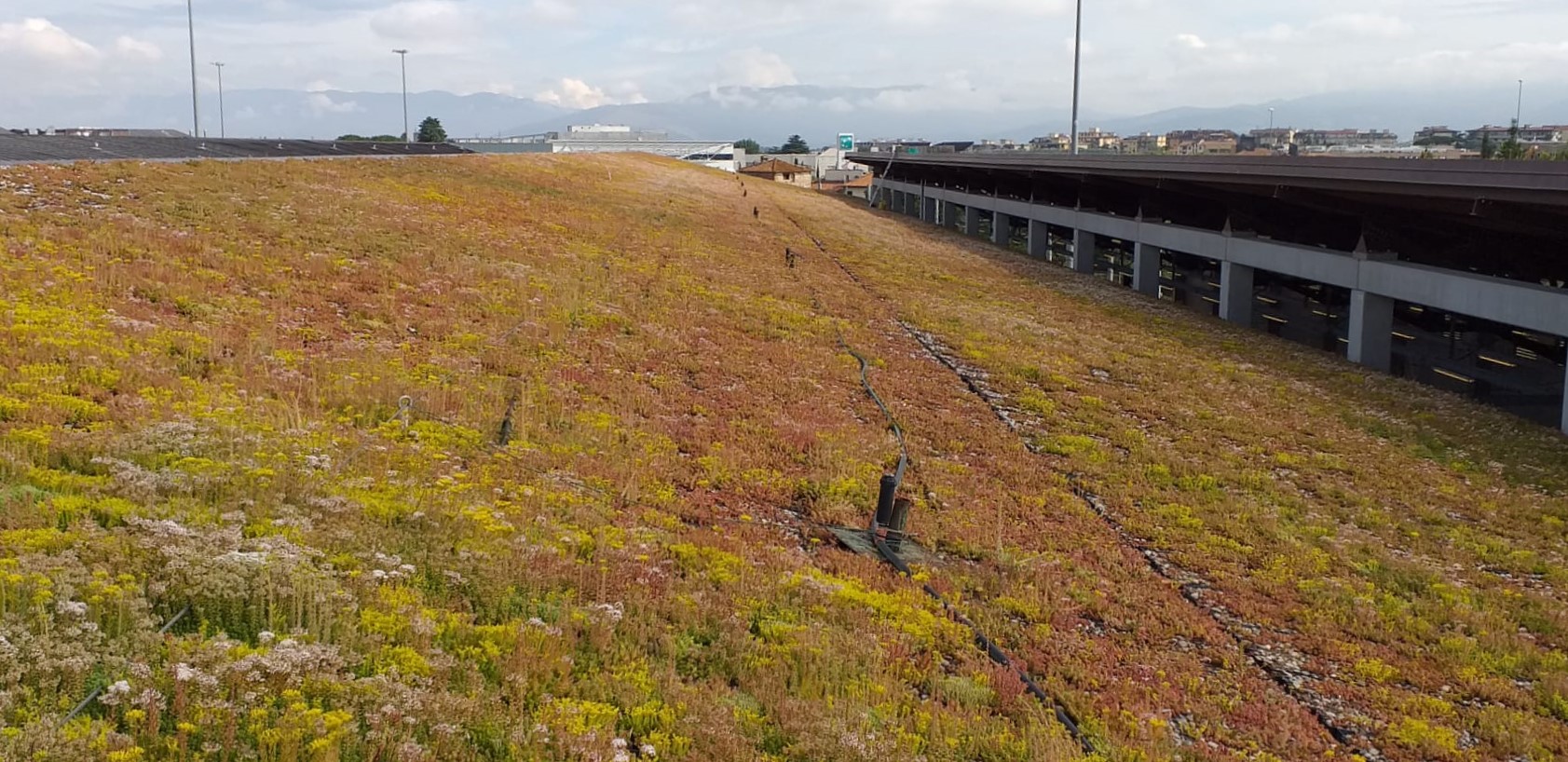 Green roof at tramway depot in Scandicci (FI)