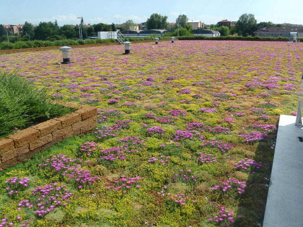 Extensive green roof for LIDL, Faenza