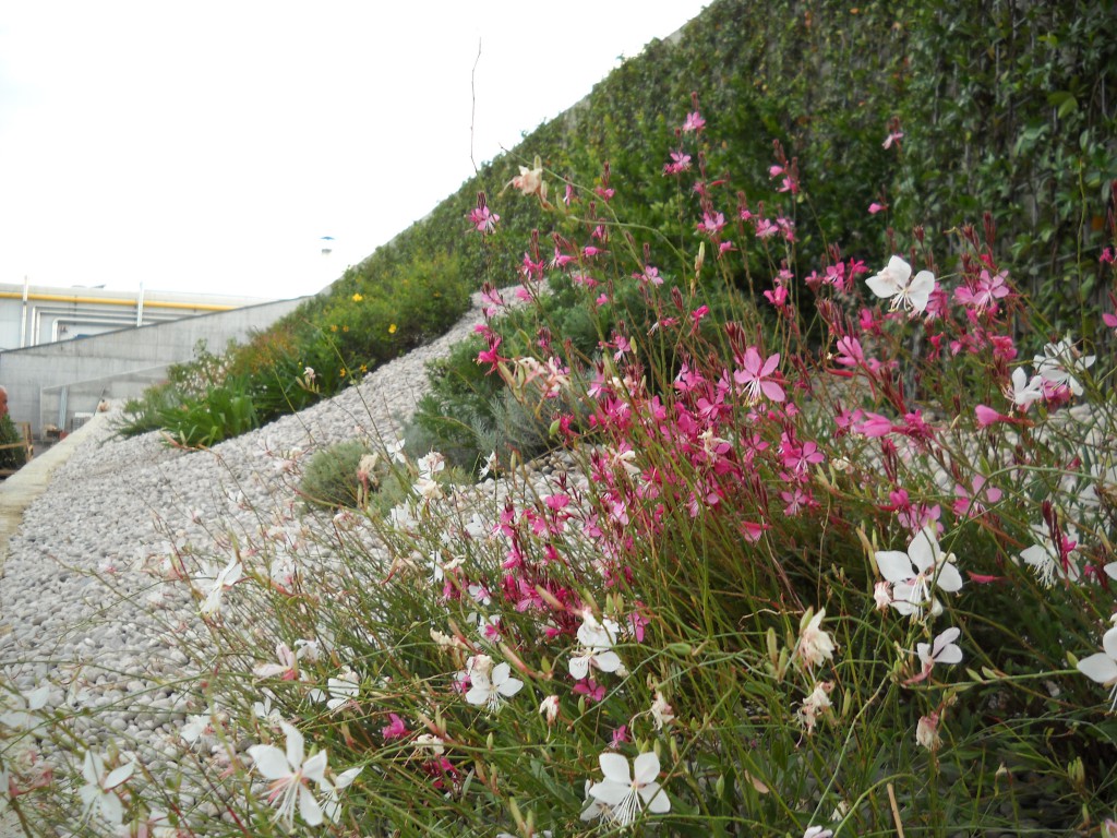 Careggi hospital: landscape design