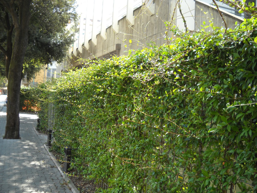 Careggi hospital: hedges and fences