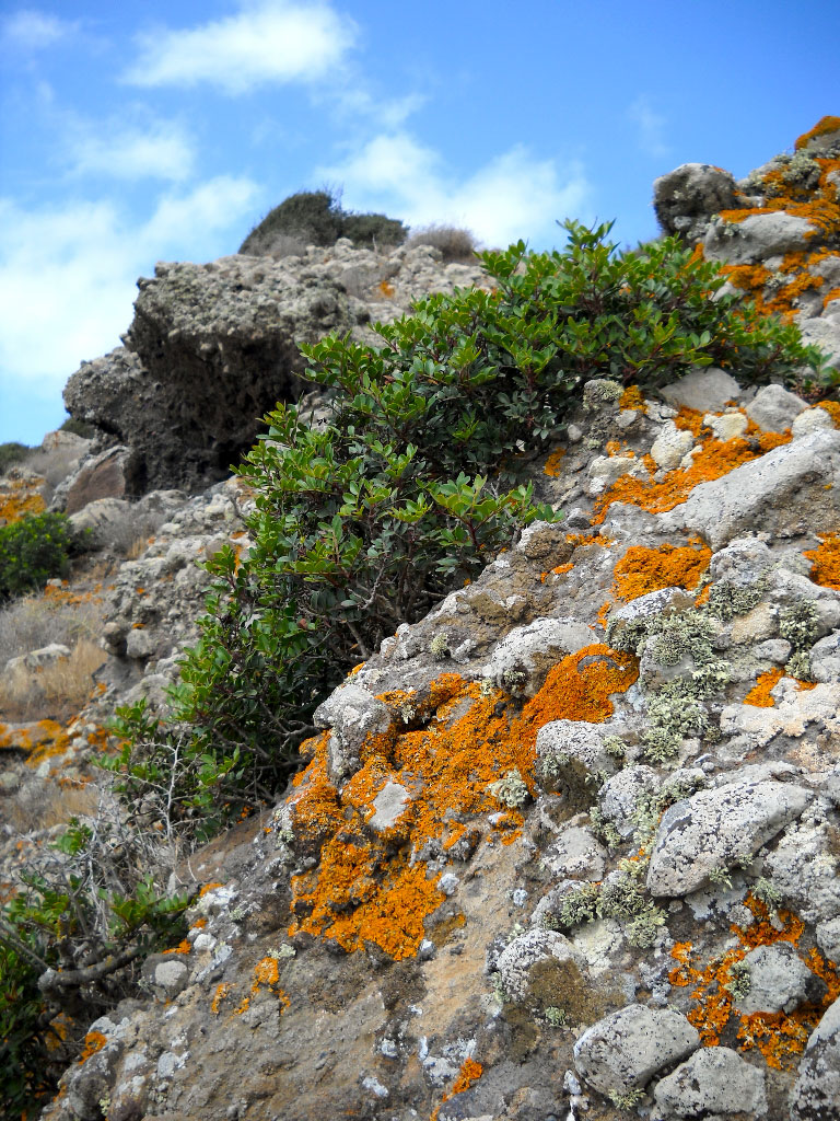 La macchia mediterranea