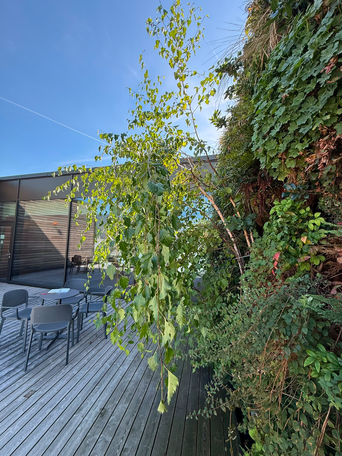 Flexiverde: giardini verticali con specie a effetto arboreo